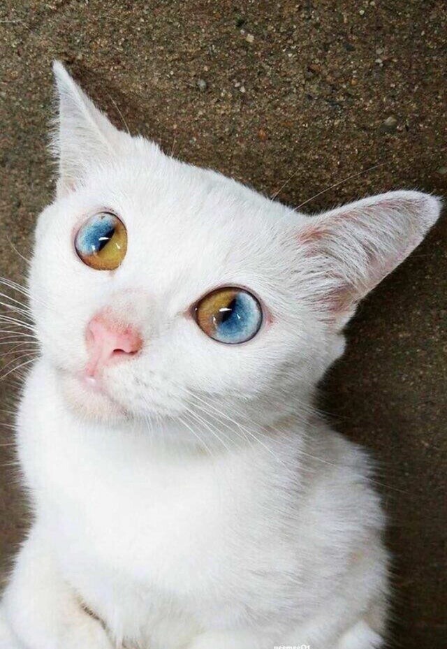 Глаза этой кошки потрясающие