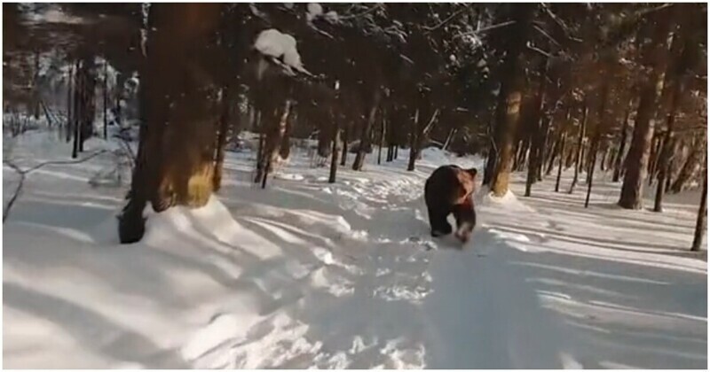 Дрон отвлёк медведя от пробежки
