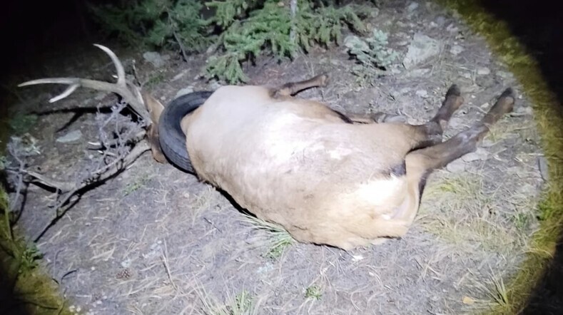 Рейнджеры спасли оленя, который 2 года носил 5-килограммовую покрышку на шее