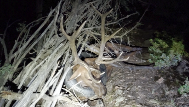 Рейнджеры спасли оленя, который 2 года носил 5-килограммовую покрышку на шее