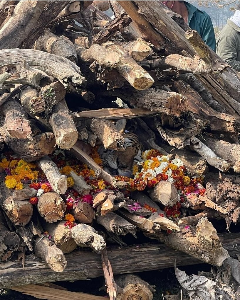 14. Церемония кремации бенгальского тигра в тигровом заповеднике Пенч, Индия. Прозванная местными жителями «Колларвали», за свою жизнь эта тигрица вырастила в общей сложности 25 детенышей.