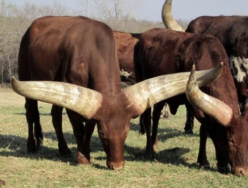 13. Натуральные рога быка ватусси