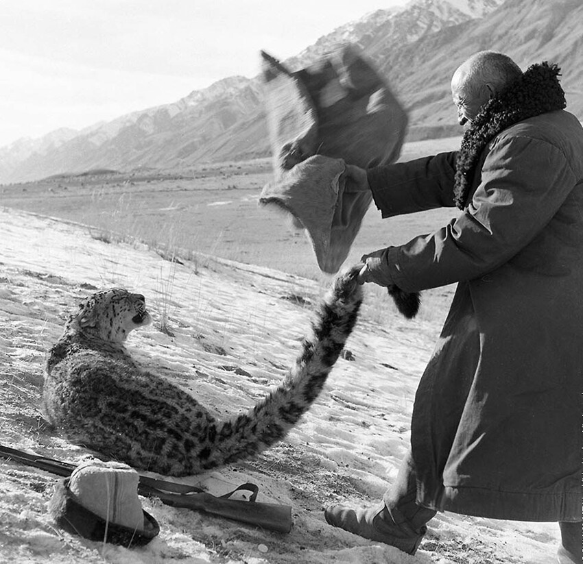 Фото охотника из Киргизии, который голыми руками охотится на снежного барса. 1966 год. Фото Эдуард Вильчинский