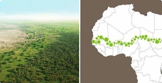 Более 20 африканских стран возводят "стену" из деревьев длиной восемь тысяч километров для защиты от пустыни Сахара, которая растет с каждым годом