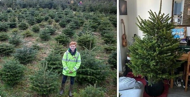 Лондонская компания пересаживает новогодние елки, а затем возвращает их клиенту на следующий год. Когда елка вырастает до двух метров, ее окончательно оставляют расти в лесу