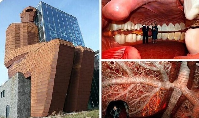 Музей Corpus в Нидерландах - единственный музей в мире, в котором можно буквально совершить целое путешествие внутри человеческого тела