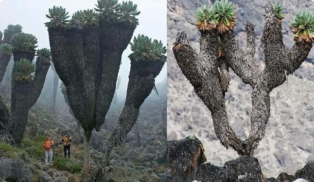 На вершине Килиманджаро нашли эти доисторические растения Senecio kilimanjari, которые росли на Земле миллион лет назад