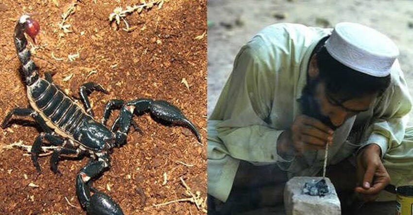 Курение скорпионов – опасное «развлечение» Среднего Востока, о котором мало кто знал