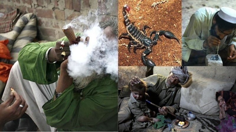 Курение скорпионов – опасное «развлечение» Среднего Востока, о котором мало кто знал