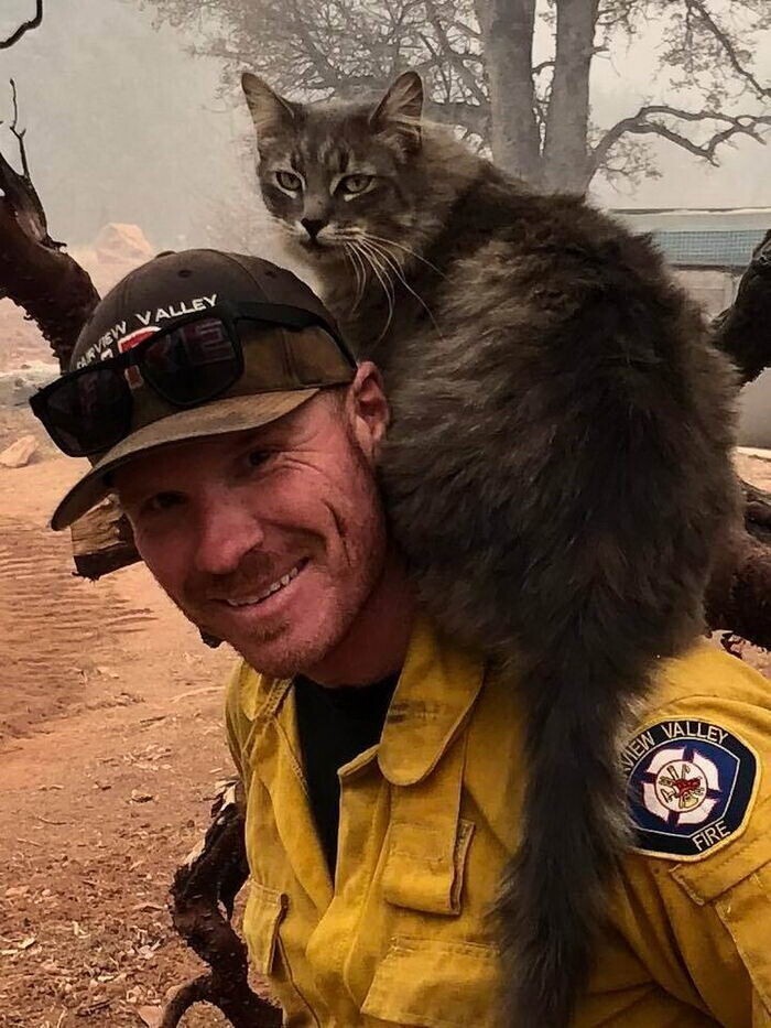 Усатую красавицу спасли во время пожара в Калифорнии