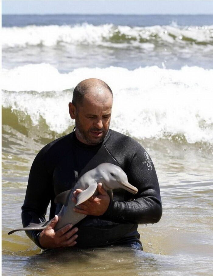 Этот человек помог осиротевшему детенышу дельфина