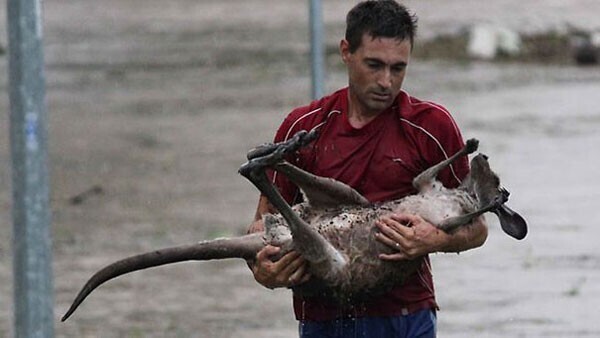 Мужчина рискуя своей жизнью спас кенгуру из горящего леса