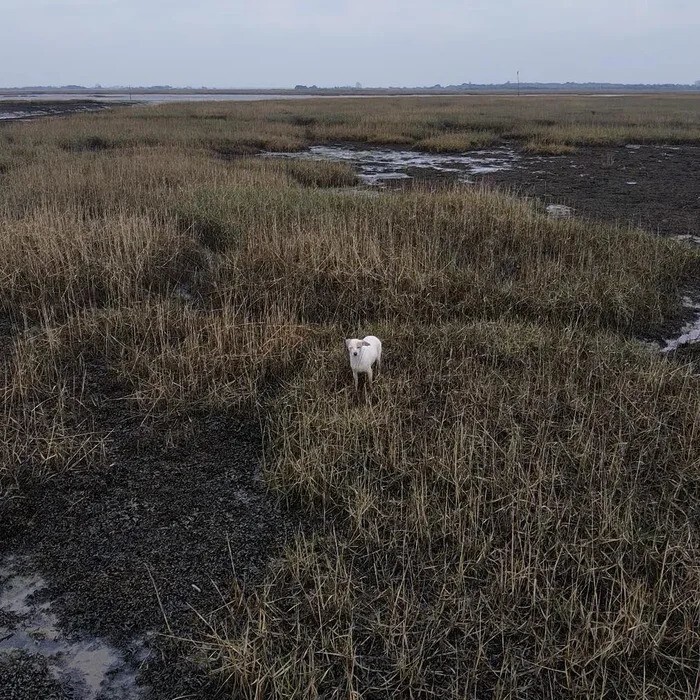 Застрявшую в болотах собаку спасли сосисками и дроном