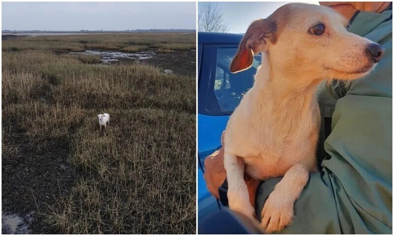 Застрявшую в болотах собаку спасли сосисками и дроном