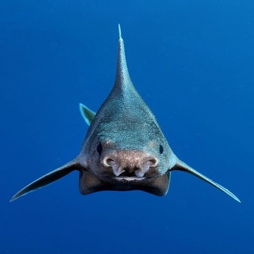 Акула-свинья: Треугольная и хрюкает копается в грязи. Наверное, самый смешной вид акул