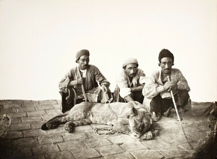Львиные хранители. Иран, конец 19 века
