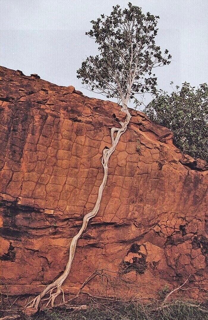 Дерево с могучей волей к жизни
