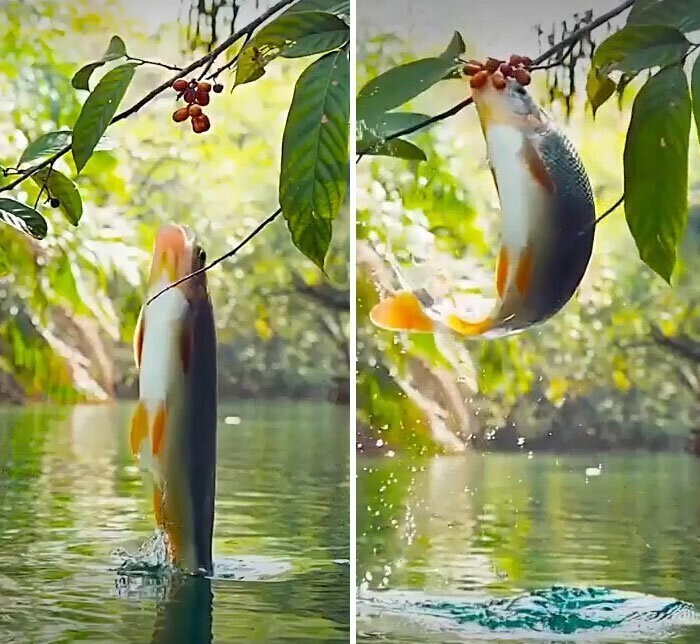 Рыба, питающаяся ягодами