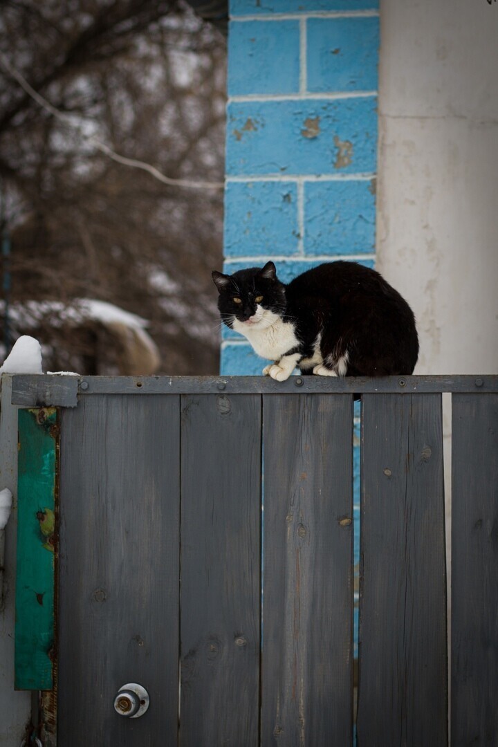 Красивые котики из разных уголков России