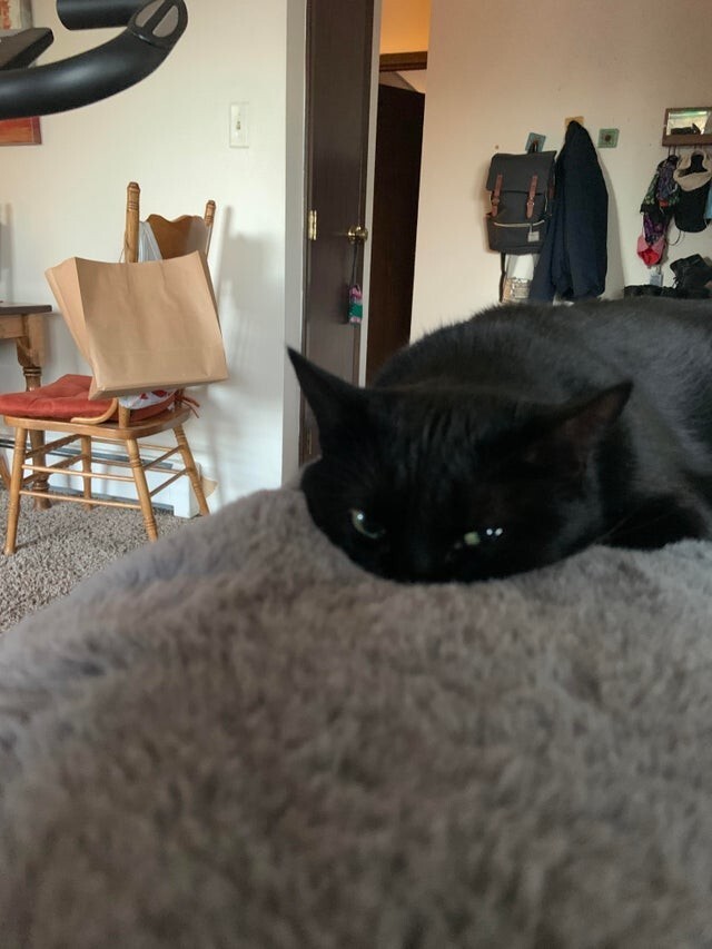 Чёрные коты приносят в дом не несчастья, а только милоту