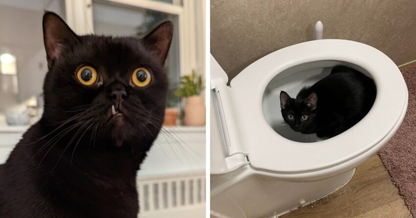 Чёрные коты приносят в дом не несчастья, а только милоту