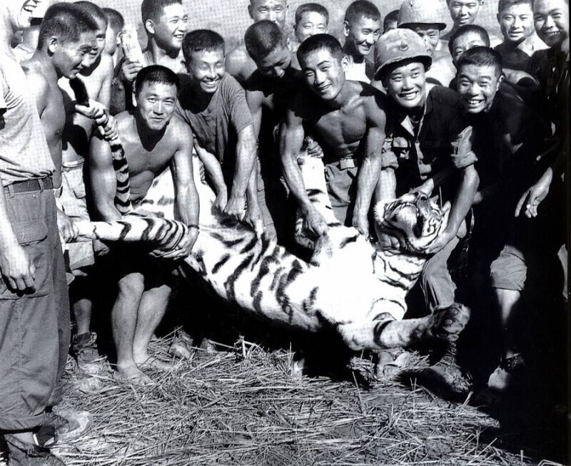 Южнокорейские солдаты позируют с убитым тигром, во время войны во Вьетнаме, 1968 год