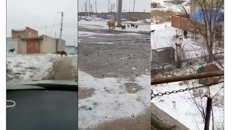 Кто-то зверски убивает собак после того, как стая псов загрызла насмерть мужчину под Астраханью