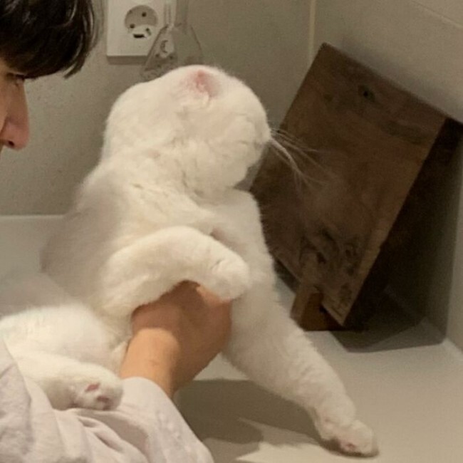 Фото кошки, которая отказывается обниматься, стало вирусным в интернете