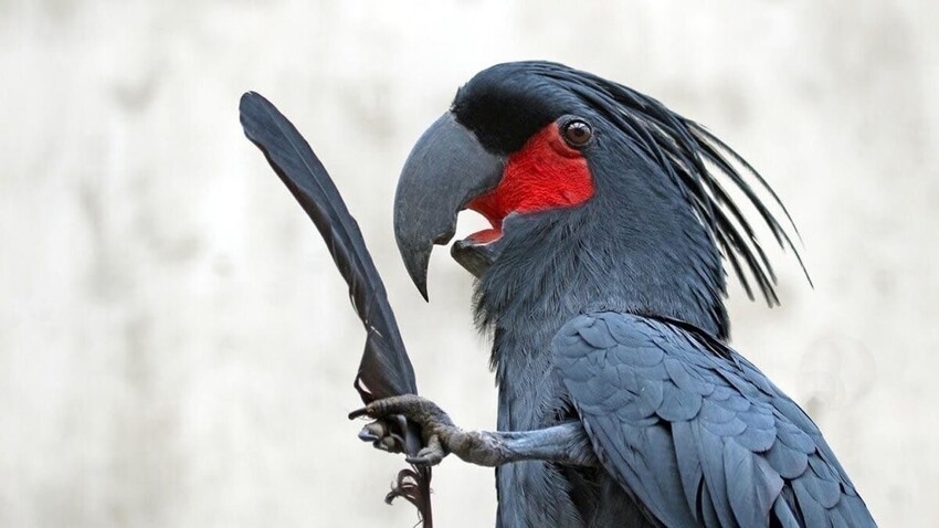 Чёрный какаду: Неформал от мира попугаев. Мрачный и готический. Как он ведёт себя в дикой природе?