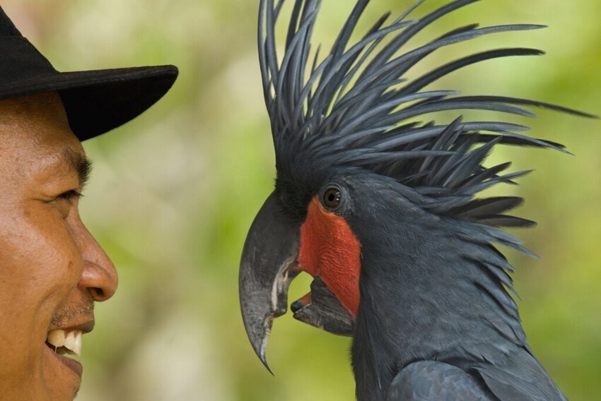 Чёрный какаду: Неформал от мира попугаев. Мрачный и готический. Как он ведёт себя в дикой природе?