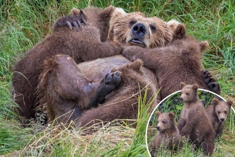 Милота дня: 3 очаровательных медвежонка обняли свою маму во время кормления