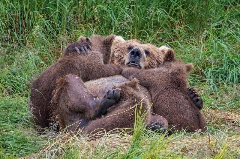  Эти очаровательные медвежата были замечены обнимающимися со своей мамой