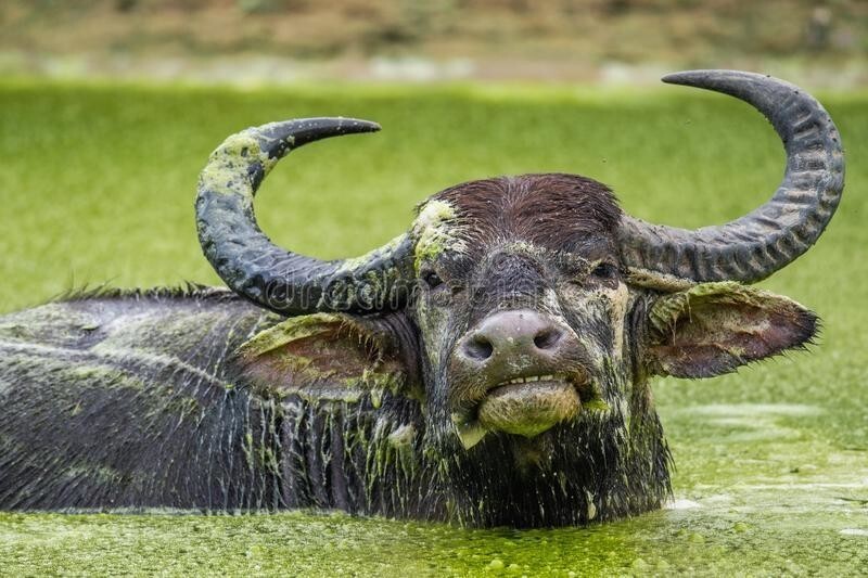 Водяной буйвол: Ежедневные оздоровляющие процедуры. Этот зверь умеет кайфовать лучше любого человека