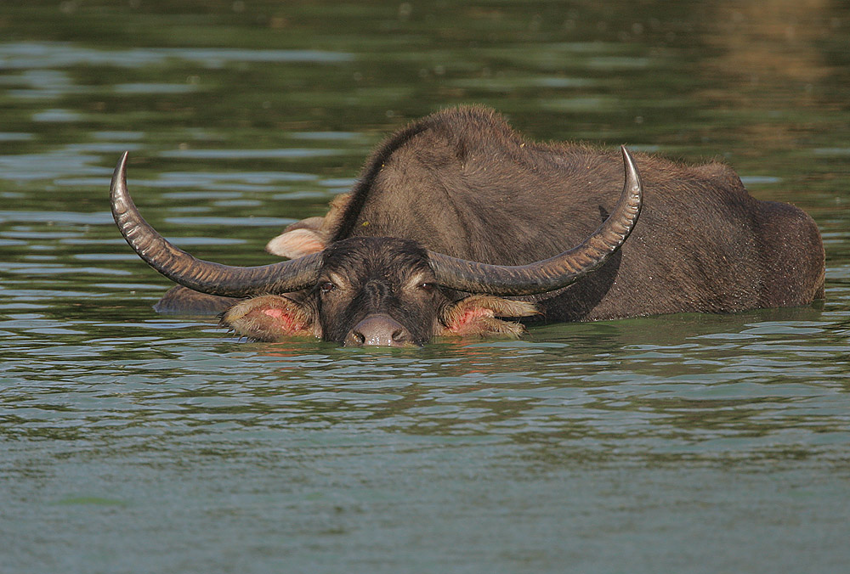 Водяной буйвол: Ежедневные оздоровляющие процедуры. Этот зверь умеет кайфовать лучше любого человека