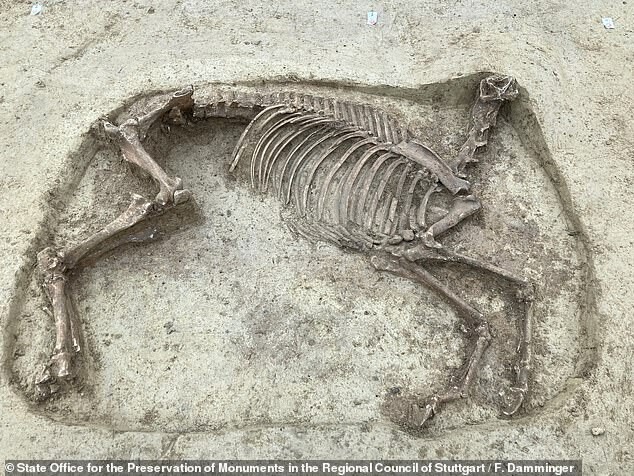 Археологи нашли таинственную безголовую лошадь