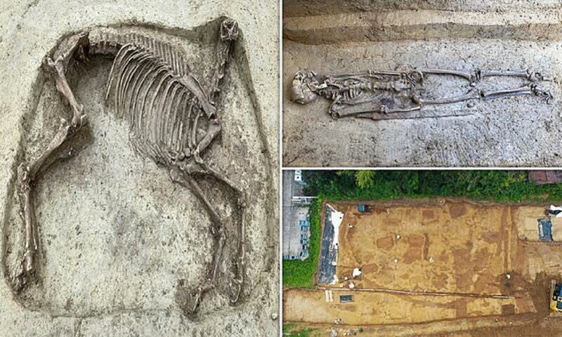 Археологи нашли таинственную безголовую лошадь