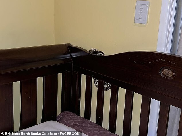 Австралийка заметила за детской кроваткой питона