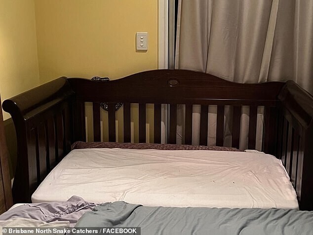 Австралийка заметила за детской кроваткой питона