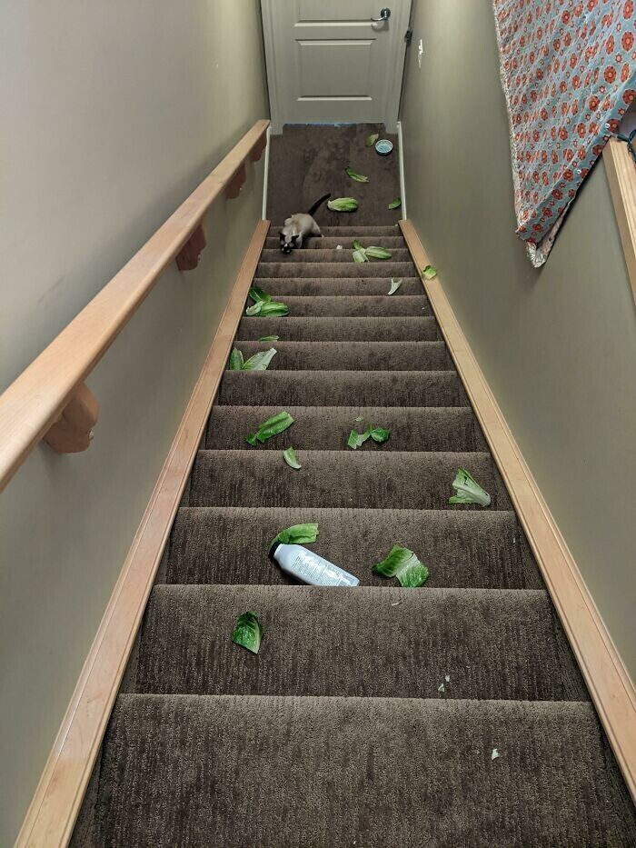 23. "Неожиданно лопнул пакет с покупками, и салат разметало по всей лестнице"