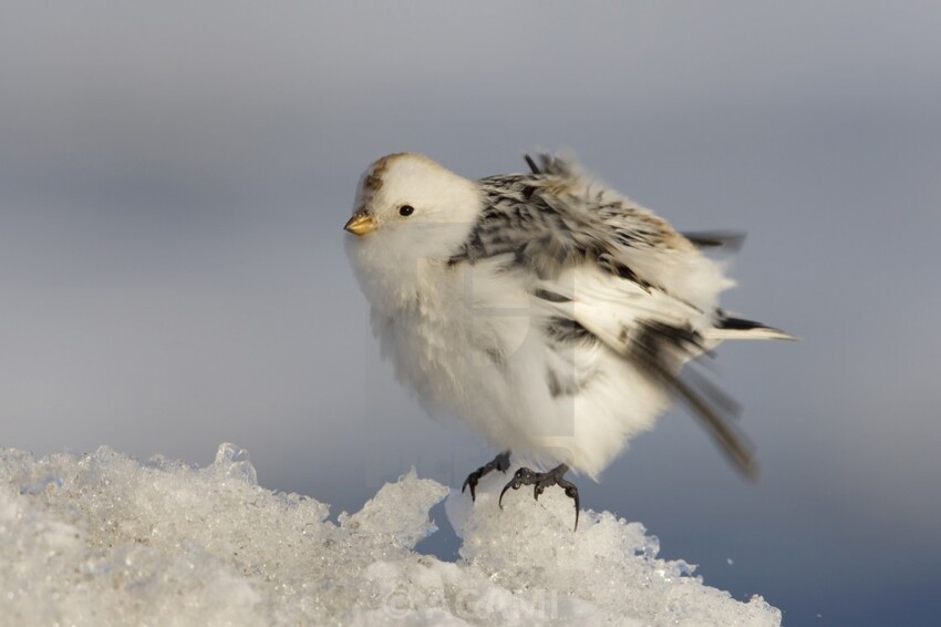 Пуночка: Снегири по сравнению с ними тропические пташки. Селится так глубоко на севере, как не может ни одна сухопутная птица