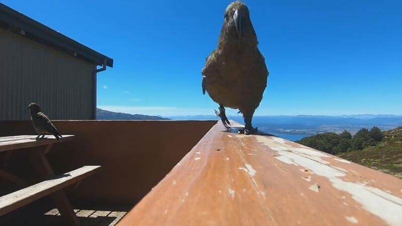 Попугай-воришка украл камеру GoPro