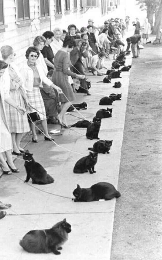 Кастинг на главную роль в голливудском фильме ужасов «Призрак кота», 1961 год.