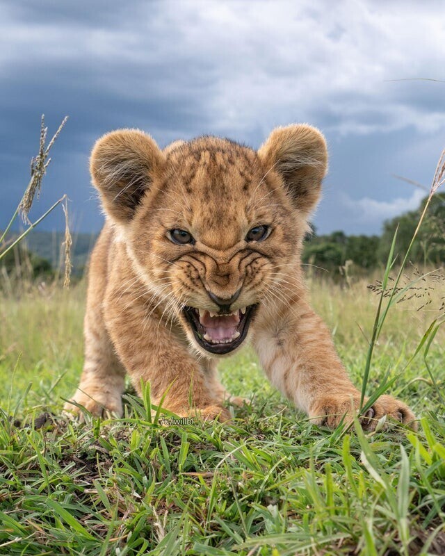 1. "Маленький лев рычит на мою удаленную камеру"