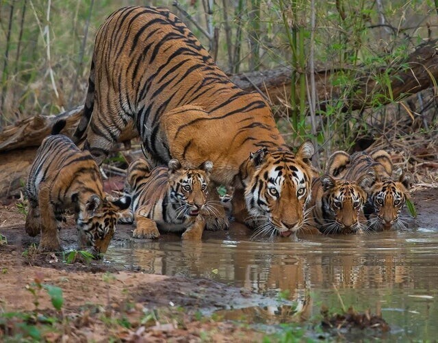 15. "Мама и детеныши утоляют жажду. Заповедник тигров Тадоба-Андхари, Индия"