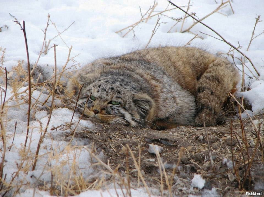 Животные, которых могут не застать наши внуки. Какие русские звери находятся на критической грани вымирания?