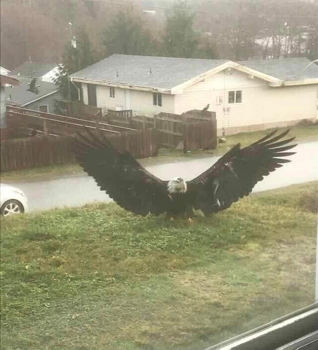 Гигантский орел в Альберт Бэй, Канада