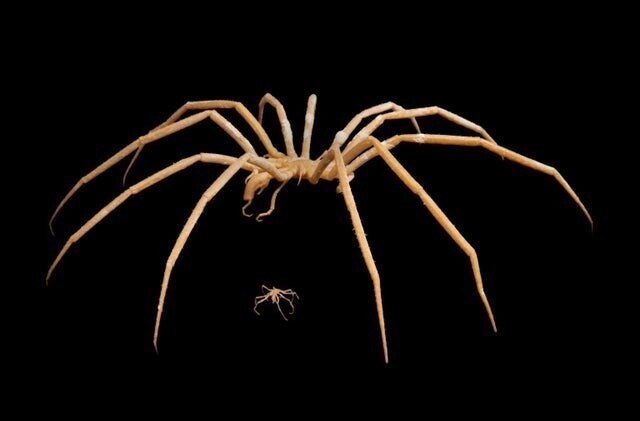 Decolopoda Australis - гигантский арктический морской паук