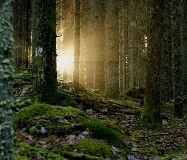 20. Замшелые деревья в Швеции, лен Вестра-Гёталанд