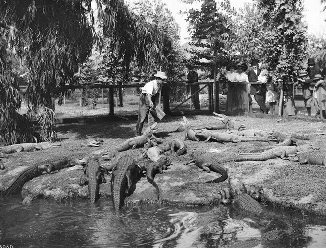 Опасный аттракцион ХХ века - ферма крокодилов