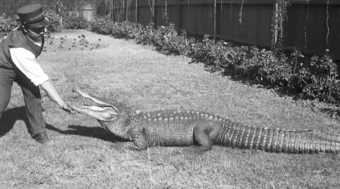 Опасный аттракцион ХХ века - ферма крокодилов